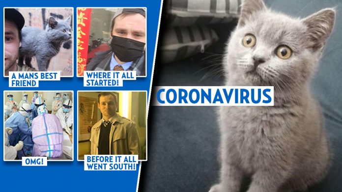 Kitten dies of coronavirus but the 72-day backstory will end the flu-corona comparison » Your Content