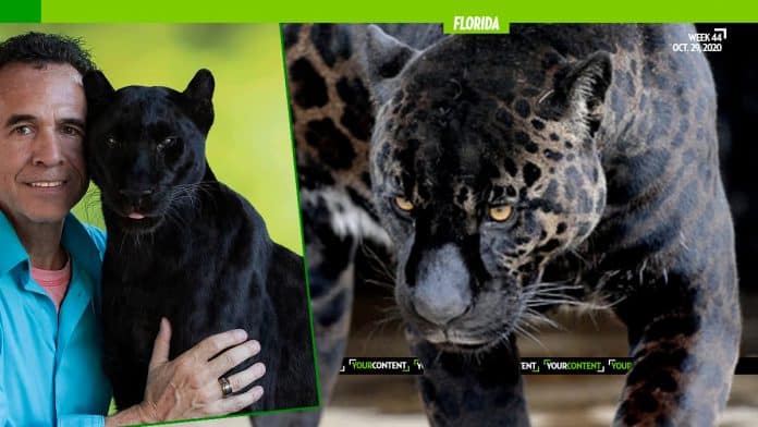 Floridian Pays $150 for 'Full-Contact Experience with Belly Rub' with Black Leopard, Gets Face Mauled