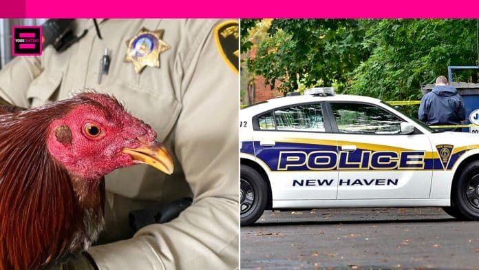 28 Arrested in Nevada Cockfighting Bust, 59 Dead Roosters Found.